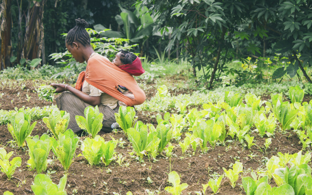 New report finds low compliance with Modern Slavery Act in UK agricultural sector