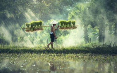 Why food companies need to step up on human rights in global supply chains