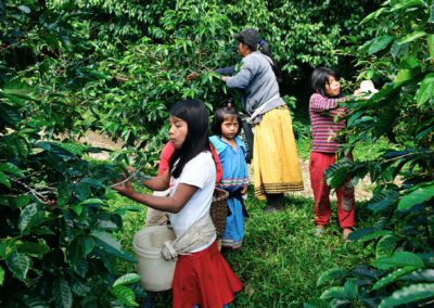 Evaluating Child Labor Programs: Uncovering How Local Norms Impact Field-Level Relationships Between Farmers, Workers and Children