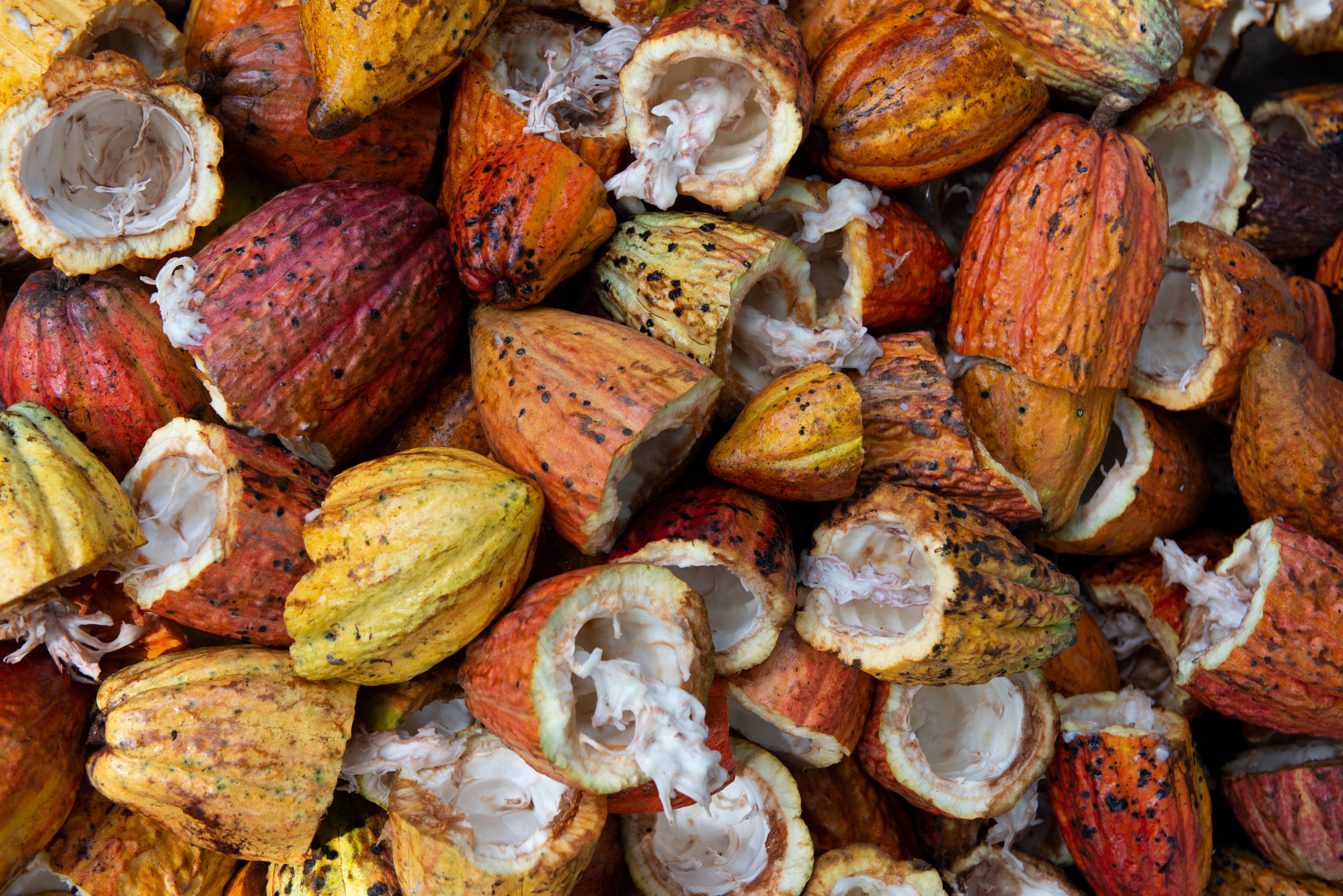 What is Musrenbang? Cocoa Life Indonesia and the best community development approach you’ve never heard of