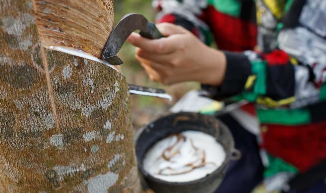 Building a Smallholders-Inclusive Platform for Sustainable Natural Rubber