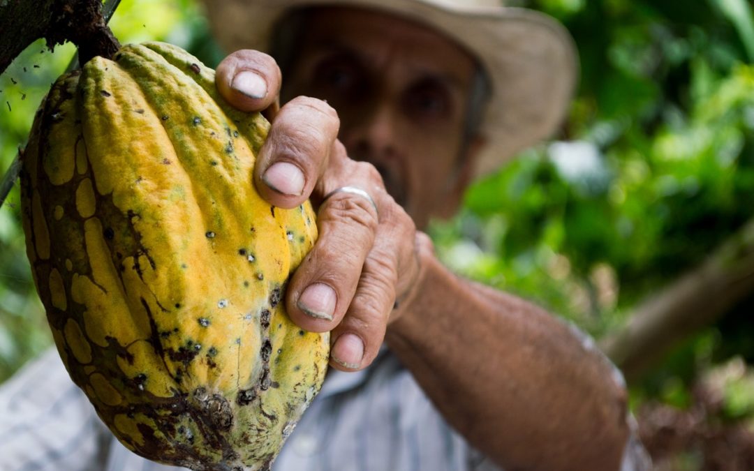 Cocoa companies call for human rights and environmental due diligence requirements