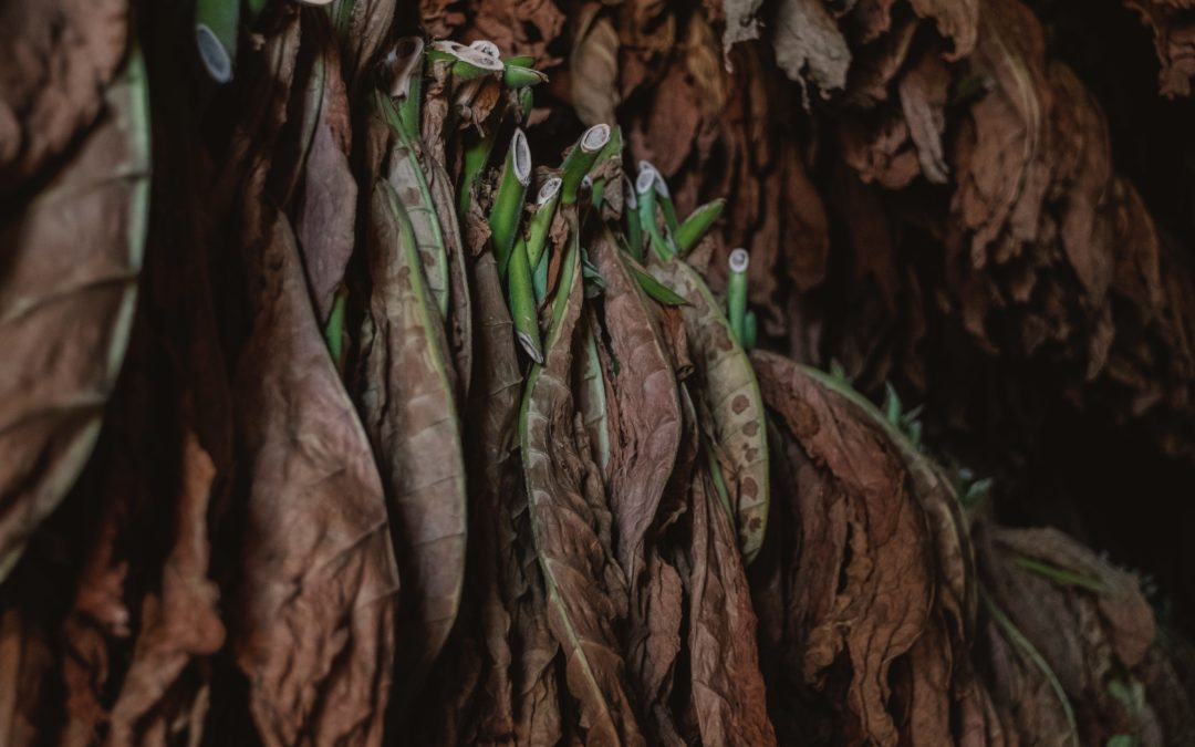 US suspends tobacco imports from Malawi over forced child labor allegations