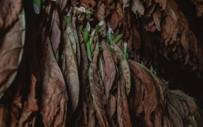 US suspends tobacco imports from Malawi over forced child labor allegations
