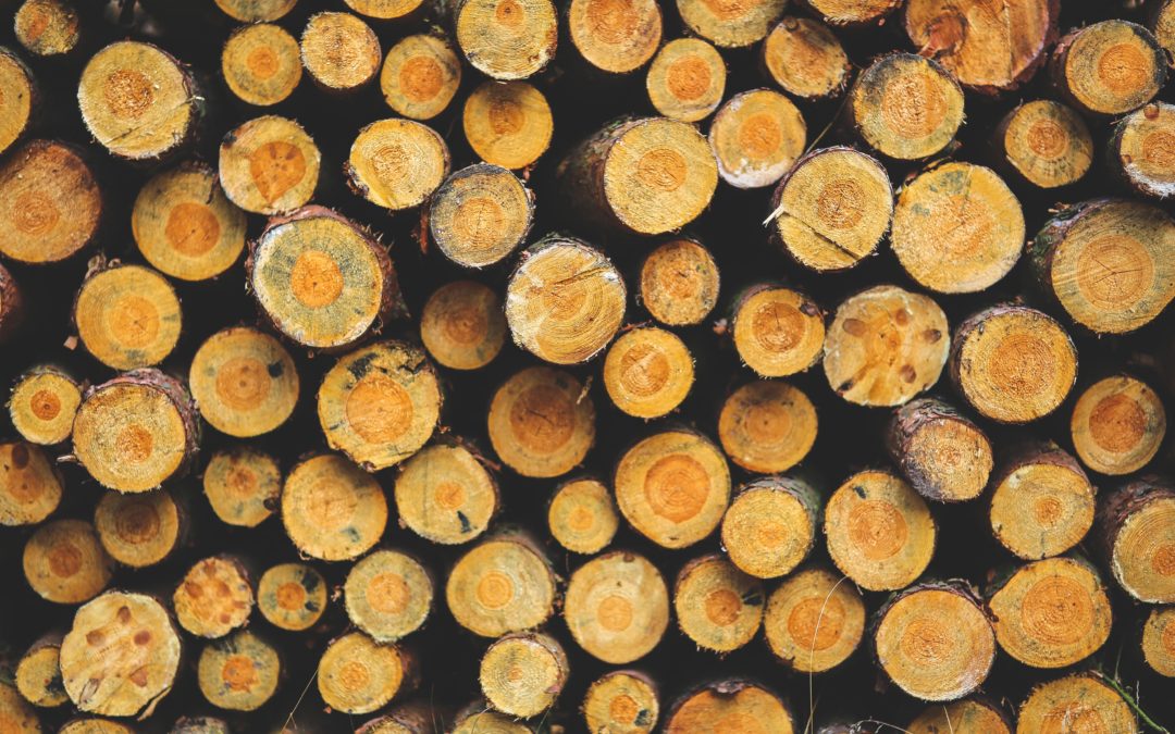 Largest forestry companies are failing to combat forced labour in their supply chains