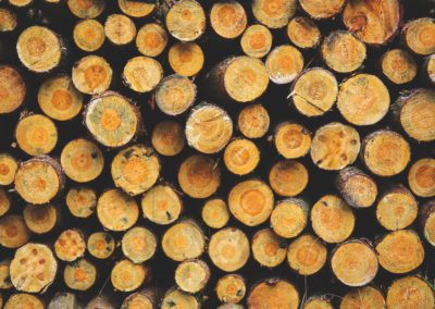 Investor Snapshot – Forced Labor in Forestry (incl. Paper & Forest Products)