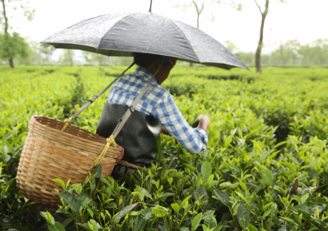 Addressing the Human Cost of Assam Tea: An agenda for change to respect, protect and fulfil human rights on Assam tea plantations