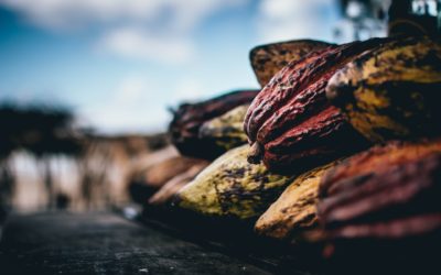 How Much Cocoa Farmers Earn And Why We Need To Announce “A Cocoa Emergency!”