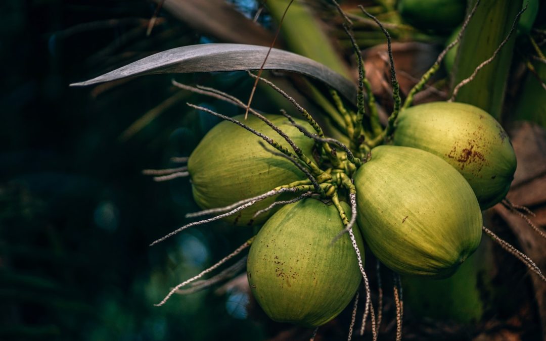 USAID, Barry Callebaut spearhead Sustainable Coconut Charter