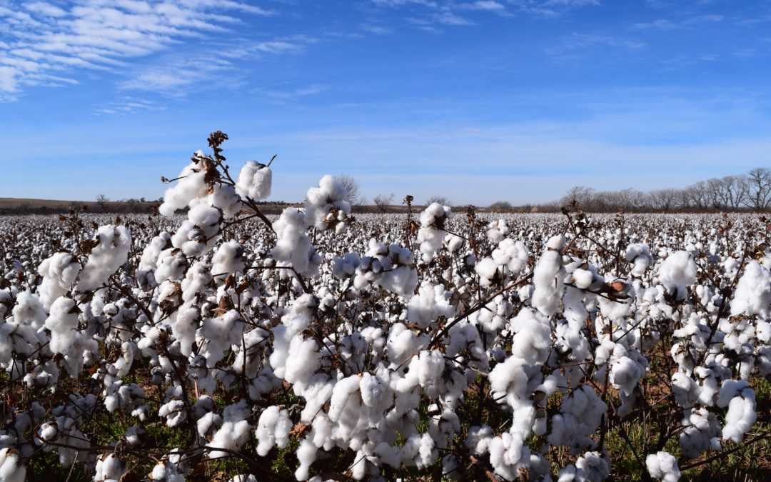Can the stain of forced and child labour be removed from cotton?