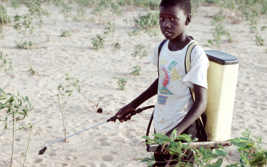 Pesticide management and child labour prevention