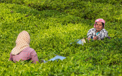 Covid-19 in India – Recommendations for lead firms sourcing agricultural goods