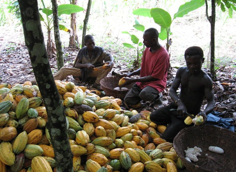 Ivorian Cocoa Farmers Are Beating A System To Reduce Child Labour: Here’s How