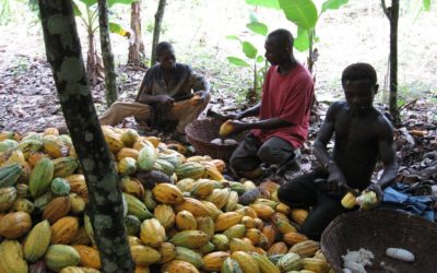 Ivorian Cocoa Farmers Are Beating A System To Reduce Child Labour: Here’s How
