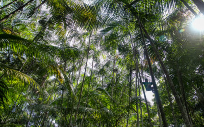Small Children Are Climbing 60-Foot Trees To Harvest Your Açaí