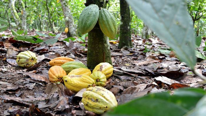 Nestlé To Pay Cocoa Farmers To Stop Using Child Labour