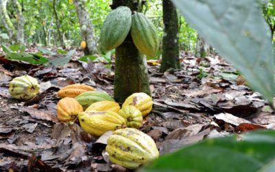 Nestlé To Pay Cocoa Farmers To Stop Using Child Labour