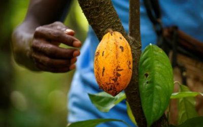 Ivory Coast Tests New Cocoa Traceability System To Fight Deforestation