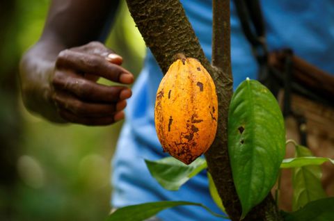 Ivory Coast Tests New Cocoa Traceability System To Fight Deforestation