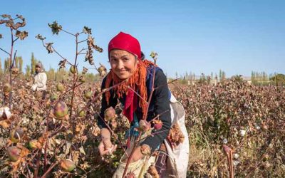 Uzbek Cotton Is Free From Systemic Child Labour and Forced Labour