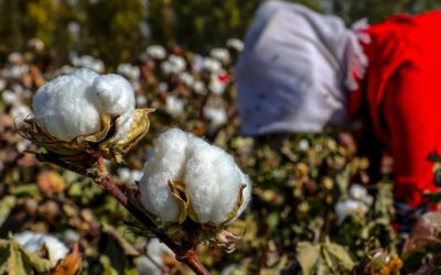 ‘Escalation of Secrecy’: Global Brands Seek Clarity on Xinjiang